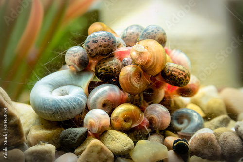 A group of ramshorn snails in a feeding frenzy around algae in an aquarium