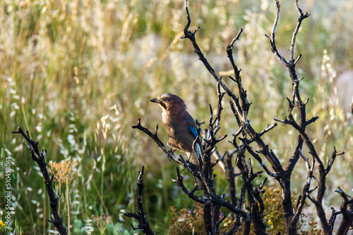 bird on the branch