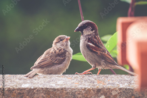 Foto An adult male house sparrow with a fledgling he has just fed