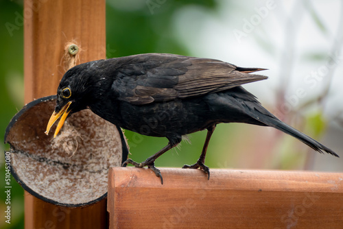 Tableau sur toile A male blackbird feeding on a suet fat coconut shell in a garden bird feeder