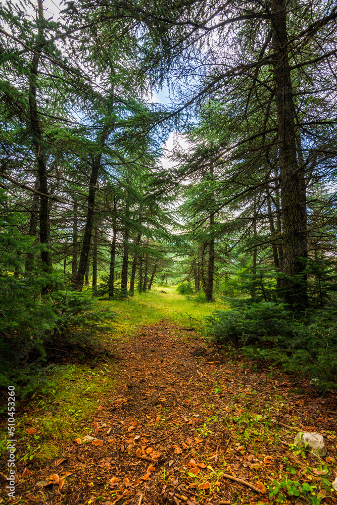 Fototapeta premium path in the forest