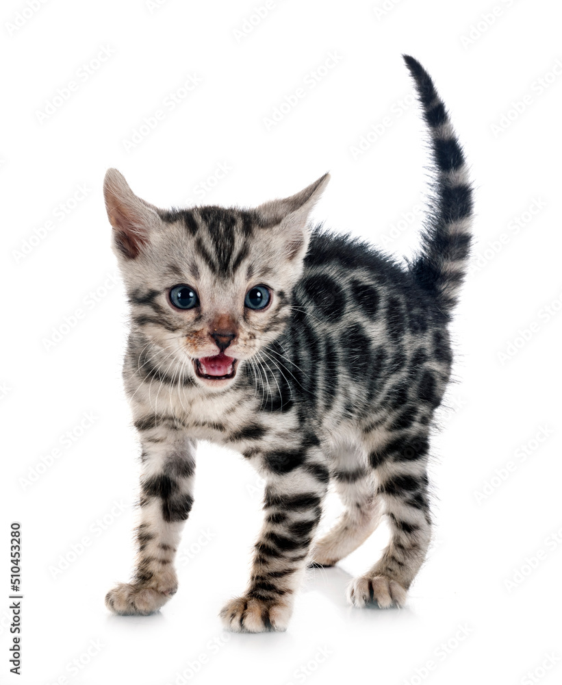 bengal kitten in studio bengal kitten in studio