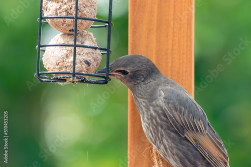 Foto Juvenile fledgling starling feeding on suet balls