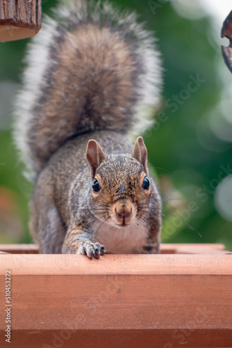 Grey squirrel on wooden bird feeder looking at camera