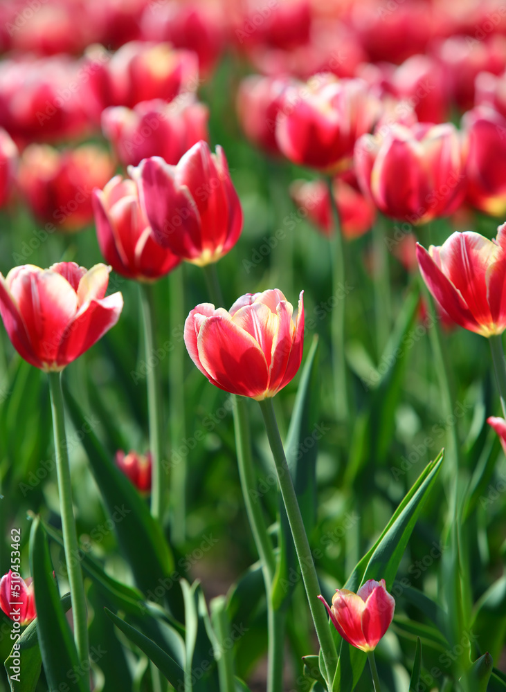red tulips with white border - shallow depth of field