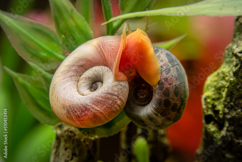 A pink and leopard ramshorn snail mating in freshwater aquarium photo