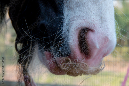 Fototapeta Close-up of gypsy cob horse face showing nostril, moustache and whiskers
