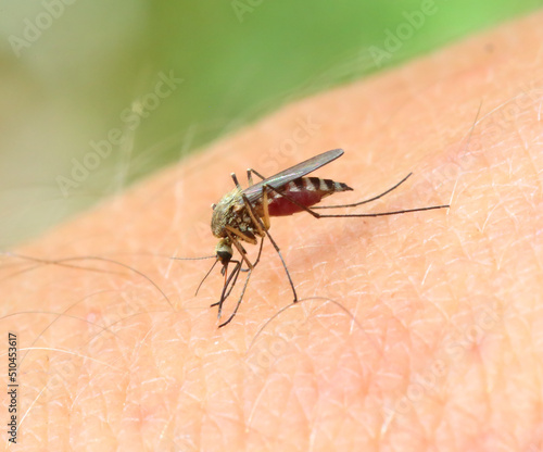 Принти на полотні mosquito drinks blood - macro shot