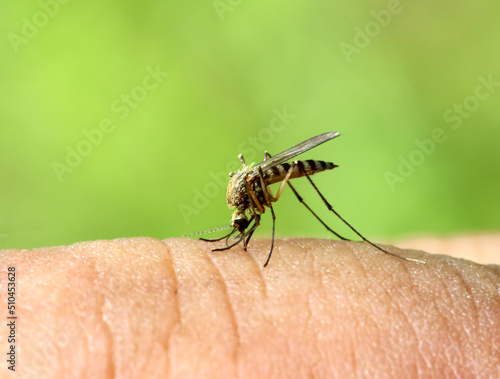 Schilderij op canvas mosquito drinks blood - macro shot