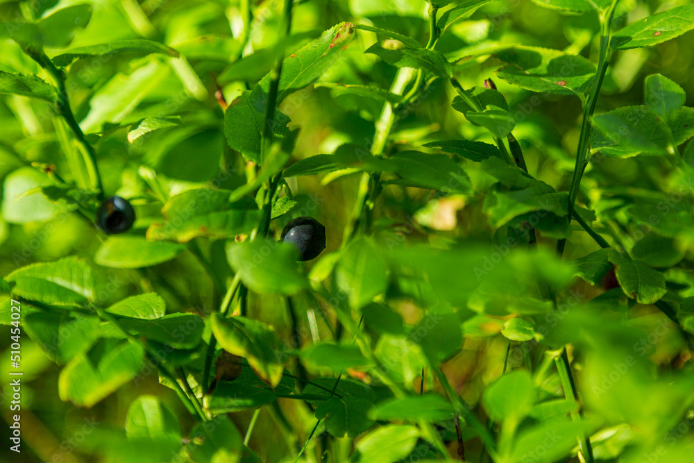 Blueberries on bushes in the forest Blueberries on bushes in the forest