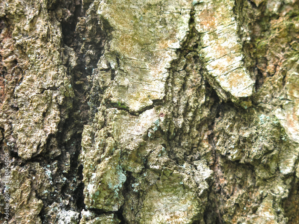 Fototapeta premium bark of an old birch tree is an excellent natural background