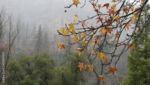 Forest in autumn fog, rainy fall weather in misty woods. Pouring downpour and wet yellow orange maple tree leaves on branch with raindrops water. Rainfall and haze in american woodland, nature of USA. © Dogora Sun