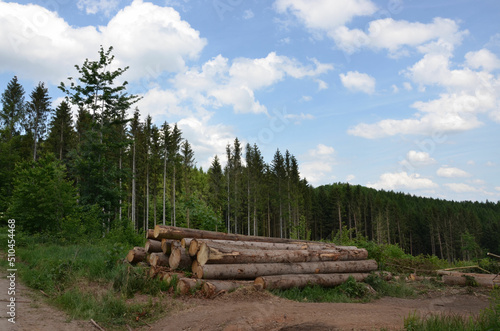 Entwaldung - Baumst  mme lagern im abgeholzten Wald