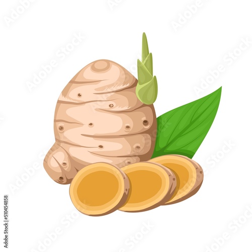 Vector illustration, rhizome of Curcuma or Curcuma zanthorrhiza, with slices, isolated on white background.