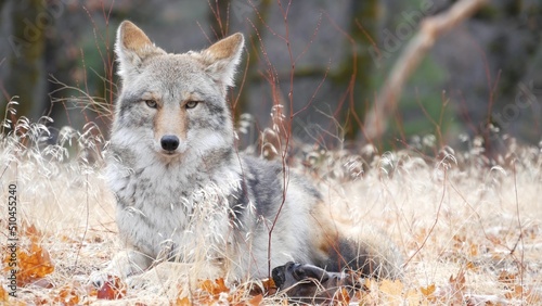 Foto Wild furry wolf, gray coyote or grey coywolf, autumn forest glade, Yosemite national park wildlife, California fauna, USA