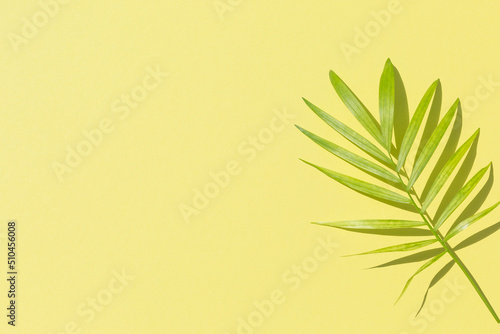 Tropical palm leaves at pastel background  summer background.