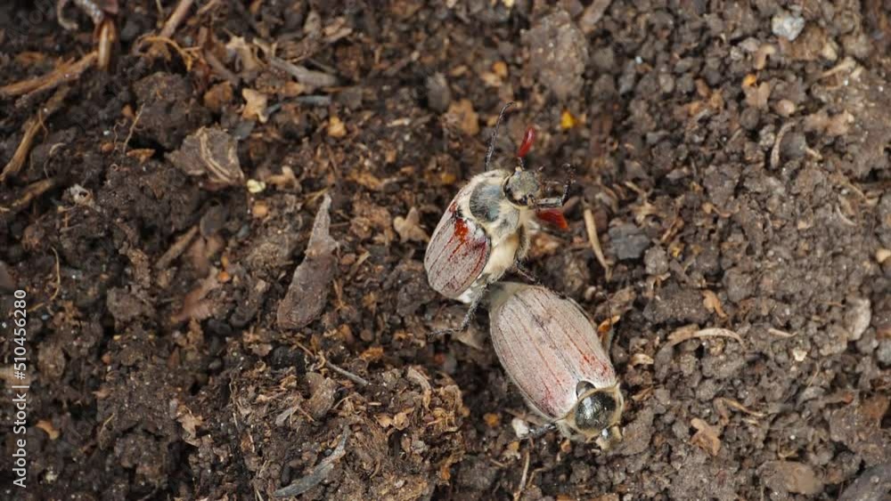 Cockchafer, Maybug or Doodlebug. Spring beetle in the garden Cockchafer, Maybug or Doodlebug. Spring beetle in the garden