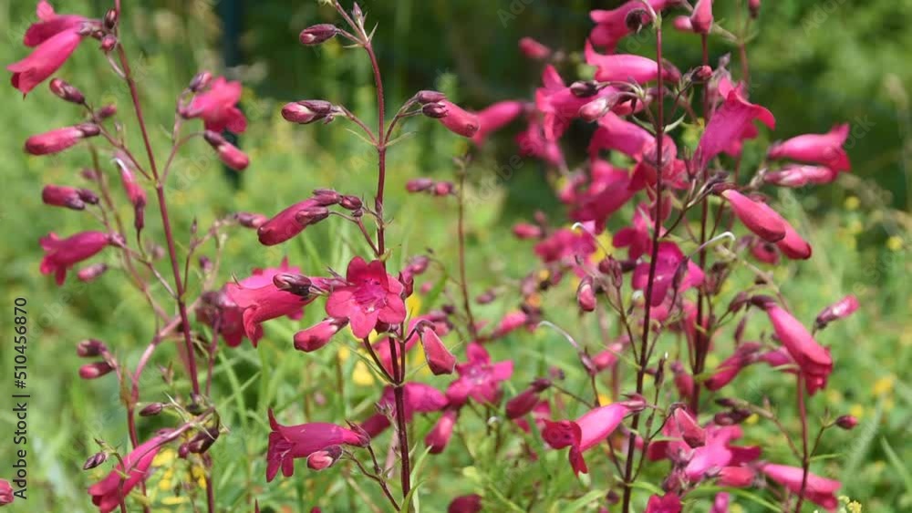 Natural background with pink flowers of beardtongues swinging in the wind Natural background with pink flowers of beardtongues swinging in the wind