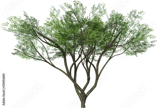 Front view of Plant ( Acacias 1) Tree png illustration vector	