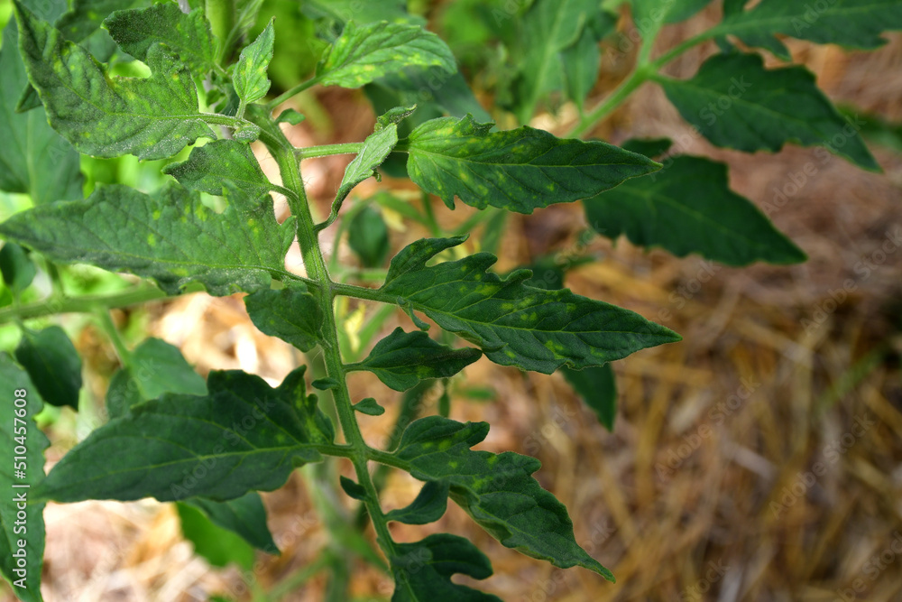 tomato leaf with yellow spots closeup. The natural texture of the leaf