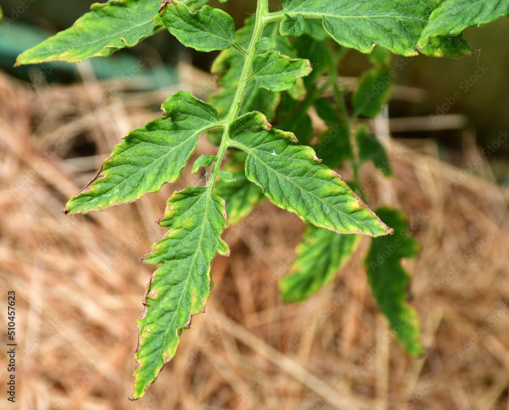 tomato leaf with yellow spots close-up. The natural texture of the leaf. Problems with organic tomato cultivation due to lack or excess of irrigation and nutrients, viral or fungal whiteness of plants tomato leaf with yellow spots close-up. The natural texture of the leaf. Problems with organic tomato cultivation due to lack or excess of irrigation and nutrients, viral or fungal whiteness of plants