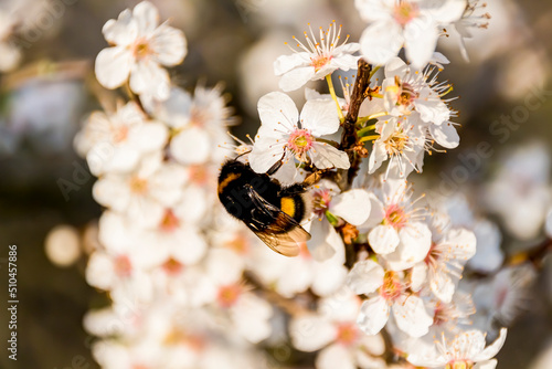 Blüten der Schlehe im Frühling – eine Hummel auf Nektarsuche © mije shots