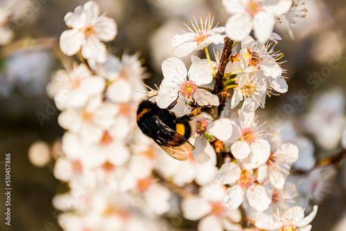 Blüten der Schlehe im Frühling – eine Hummel auf Nektarsuche photo