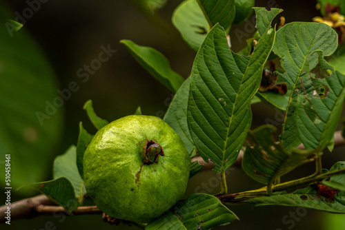 The fruit of the guava plant hanging on a small wooden twig is brown, the leaves are stiff green photo