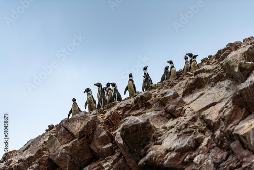 paracas in peru