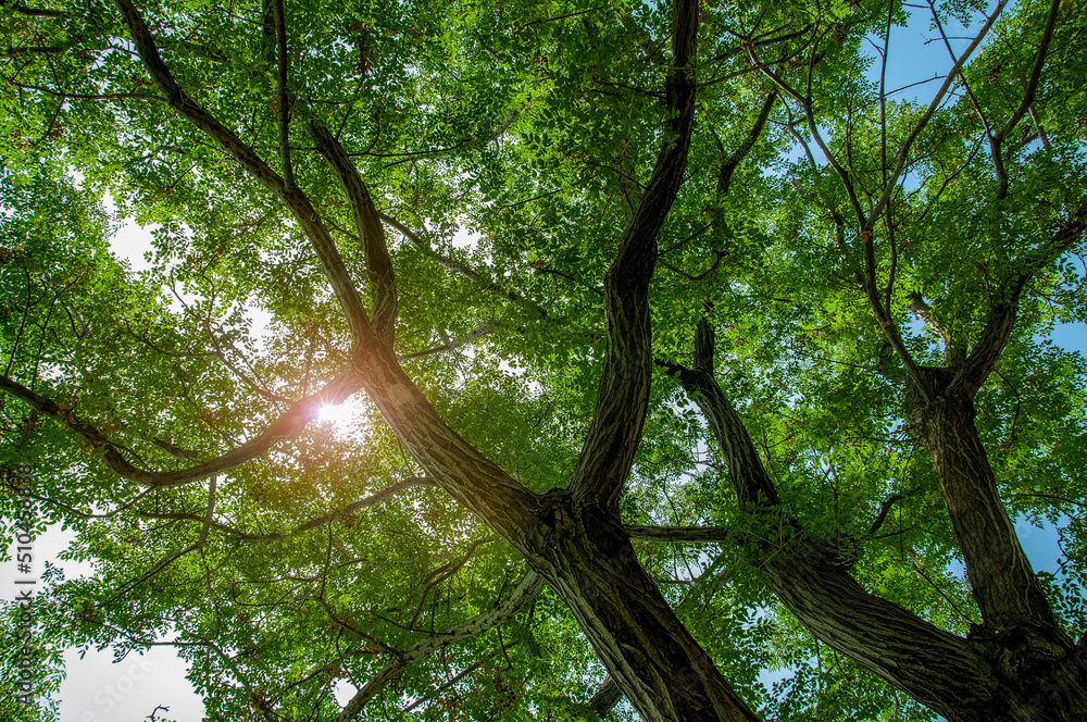 Naklejka premium Sun shining through trees.