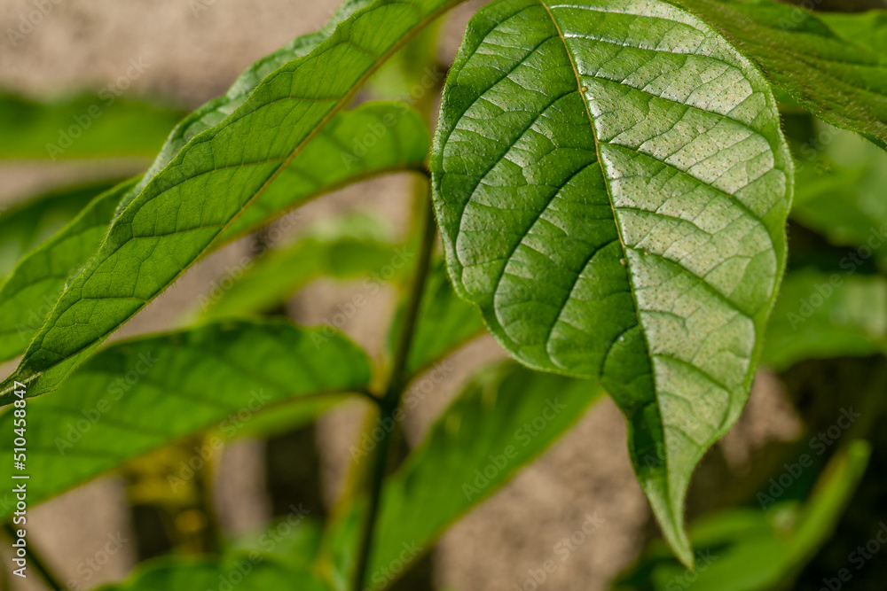 The petiole of the african tuliptree plant, which is brownish green in color, is still young and growing