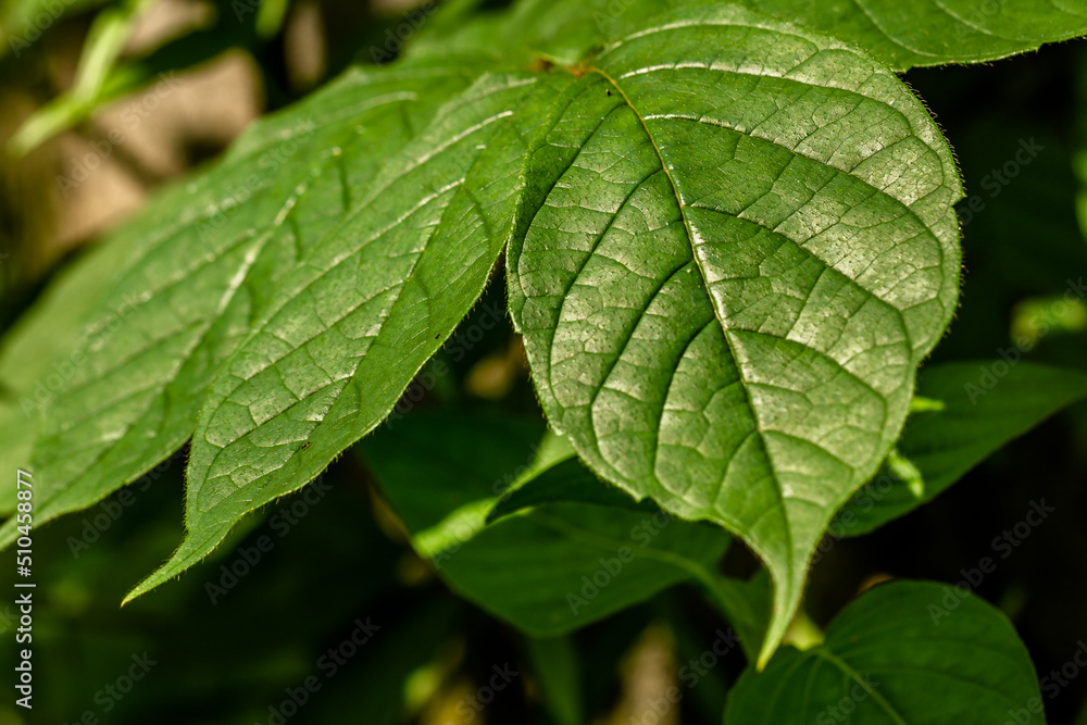The petiole of the african tuliptree plant, which is brownish green in color, is still young and growing The petiole of the african tuliptree plant, which is brownish green in color, is still young and growing