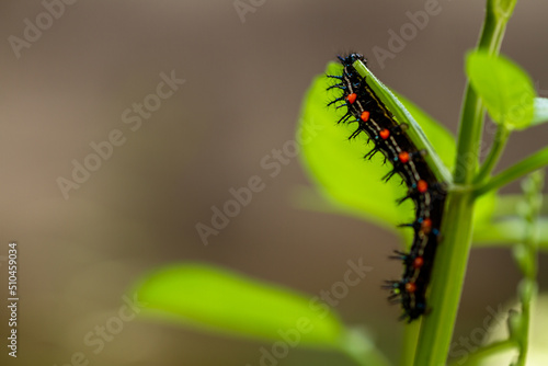 Caterpillar named thorn caterpillar which has a color combination of black and striking red circles © pariketan
