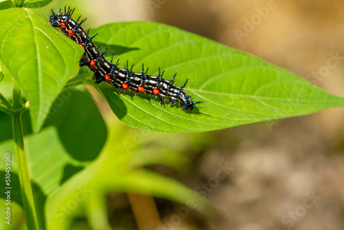 Caterpillar named thorn caterpillar which has a color combination of black and striking red circles © pariketan