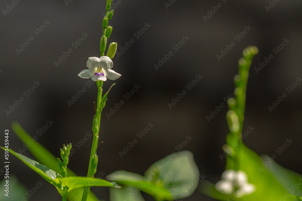 Green grass called chinese violet, leaves and stems are green Green grass called chinese violet, leaves and stems are green