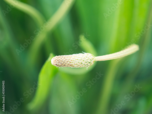 close up of a flower