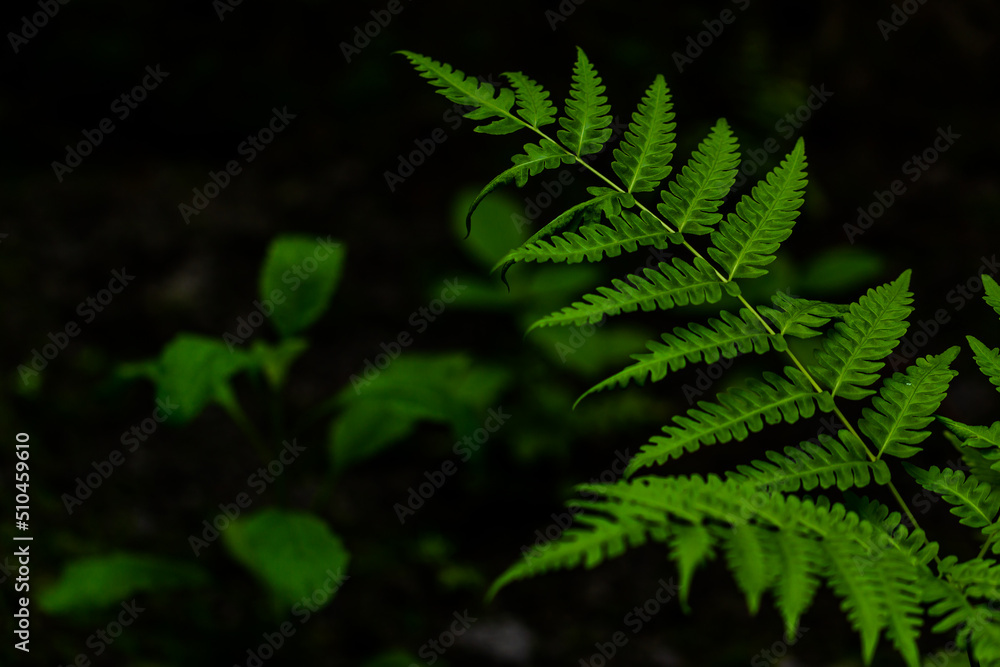 The tip of the fern leaf which has a unique shape is green The tip of the fern leaf which has a unique shape is green