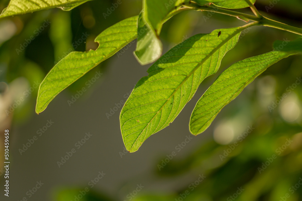 Green leaves of guava plant, slightly rough surface with clearly visible leaf skeleton