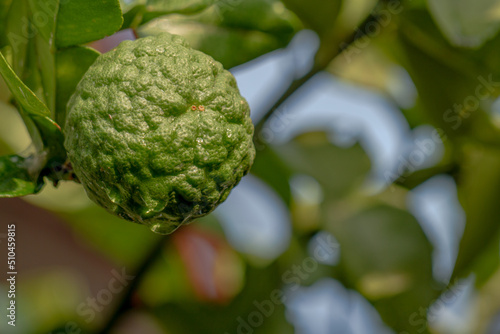 Kaffir lime fruit that has a green wrinkled skin