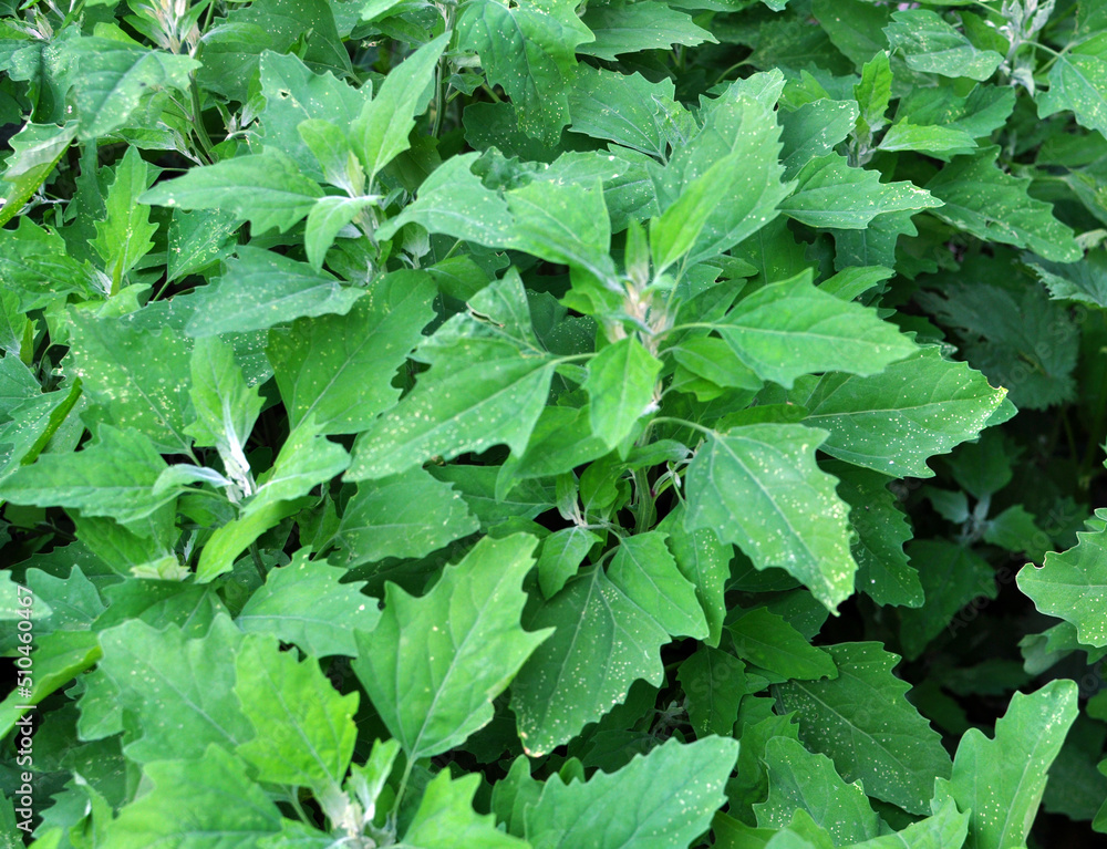 In nature, the grows quinoa (Chenopodium) In nature, the grows quinoa (Chenopodium)