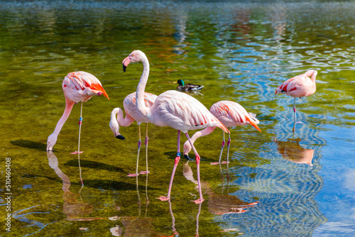 pink flamingo isolate on black
