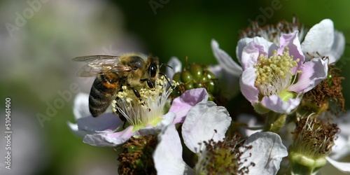 Fototapeta abeille sur une fleur de murier 4