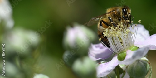 abeille sur une fleur de murier 3