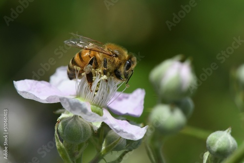 abeille sur une fleur de murier 2 © Guy Pracros