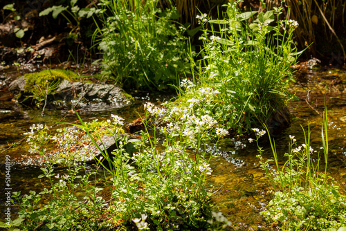 a forest stream of clear water among forest flowers and greenery