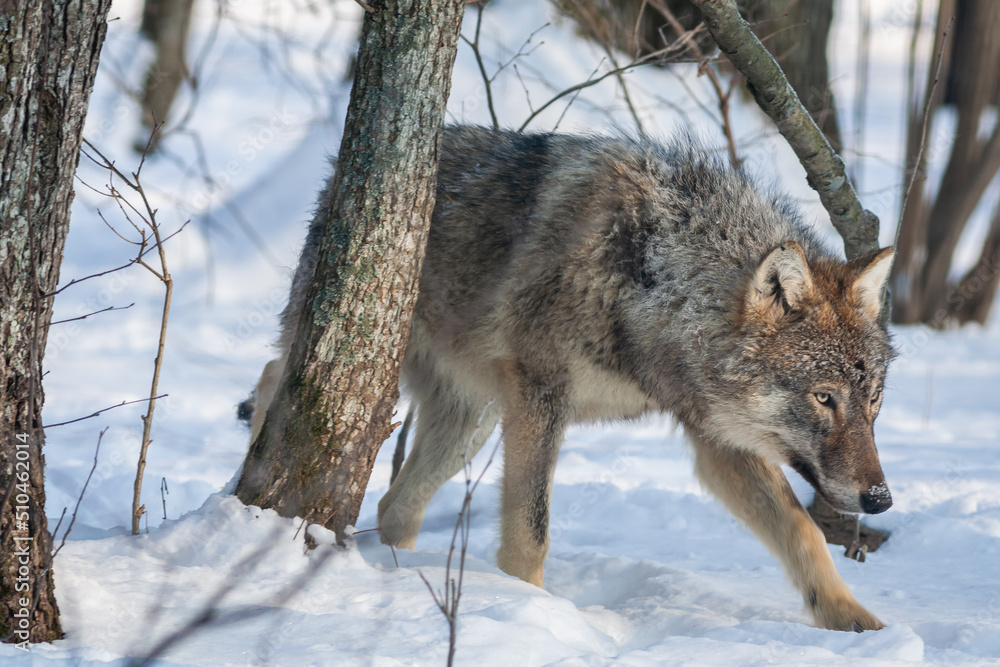 Fototapeta premium Grey Wolf Canis lupus Between Trees in winter forest.