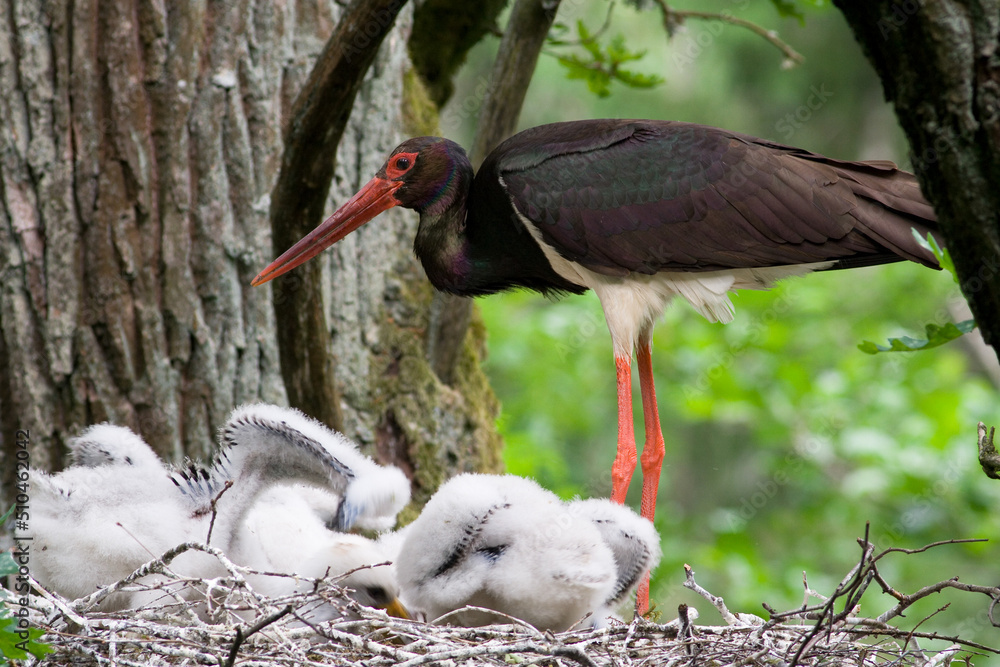 Fototapeta premium Black stork Ciconia nigra with babies in the nest.