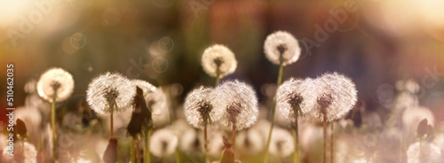 Selective and soft focus on dandelion seeds, on fluffy blow ball, beautiful nature in meadow 