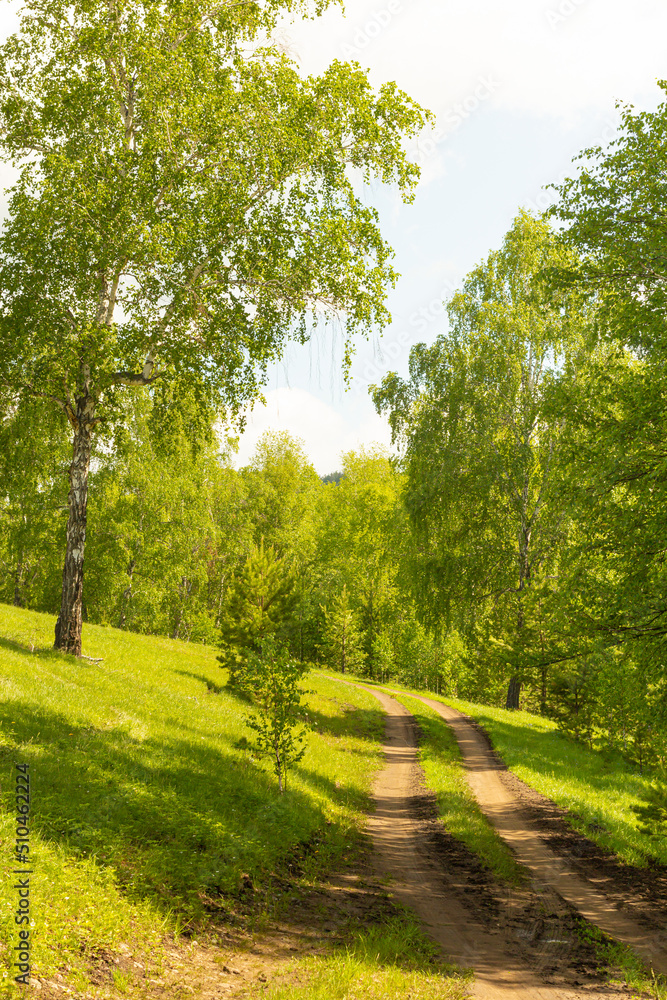 Obraz premium Green forest with a road going into the distance. Photo of a summer or spring forest with young green foliage. Forest road to the thicket. Photo for backgrounds, templates, pictures.