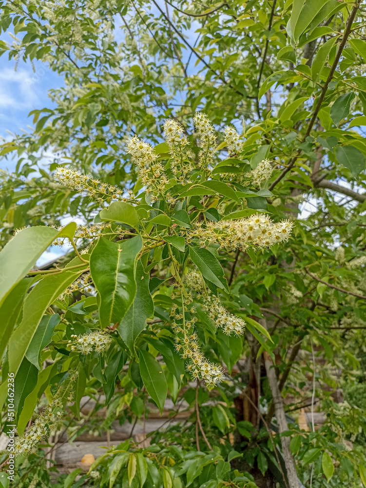 White inflorescence of Bird cherry White inflorescence of Bird cherry
